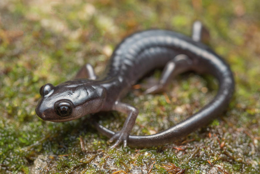 Southern Gray-cheeked Salamander  Photograph by Derek Thornton