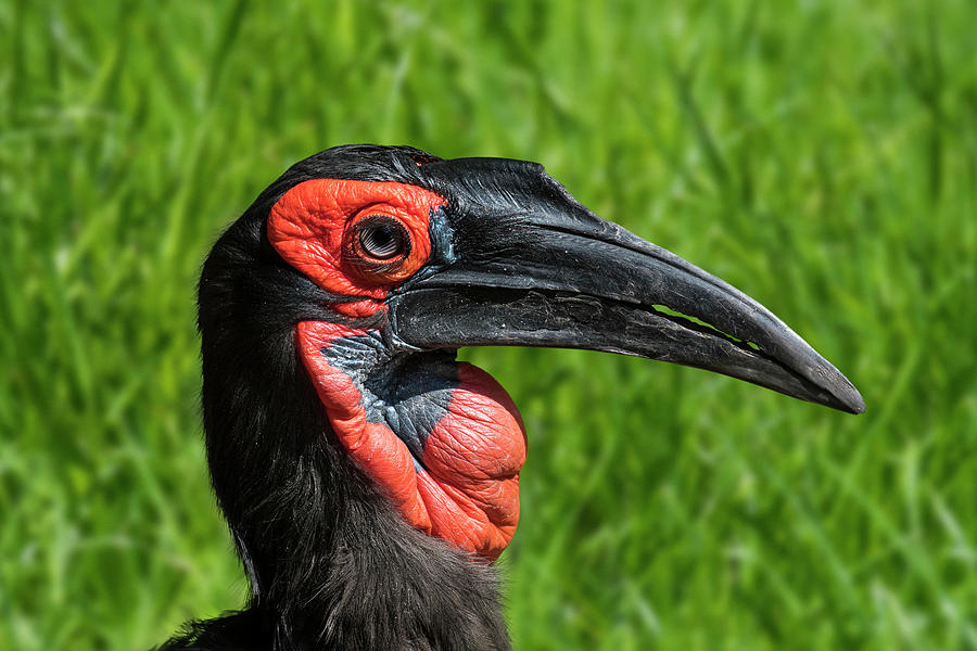 Southern Ground Hornbill Photograph by Arterra Picture Library