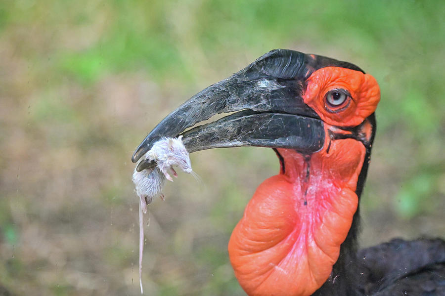 Southern Ground Hornbill Photograph by Ed Stokes