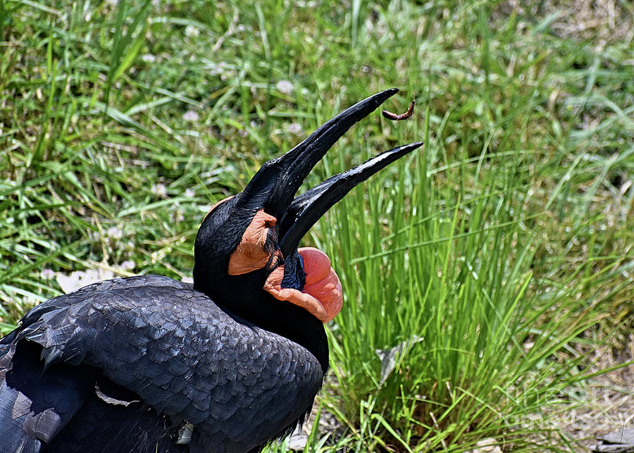 Ground Hornbill with a Snack Photograph by Linda Brittain