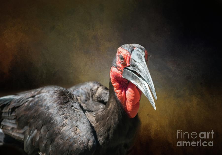 Bird Photograph - Southern Ground Hornbill3 by Eva Lechner