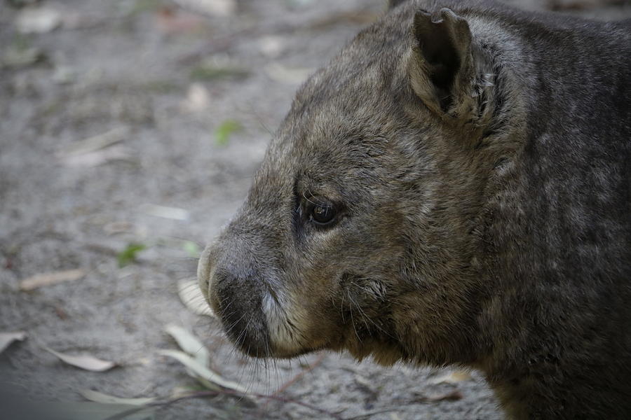 Southern Hairy Nose Wombat Closeup Photograph by Justin Marre - Fine ...