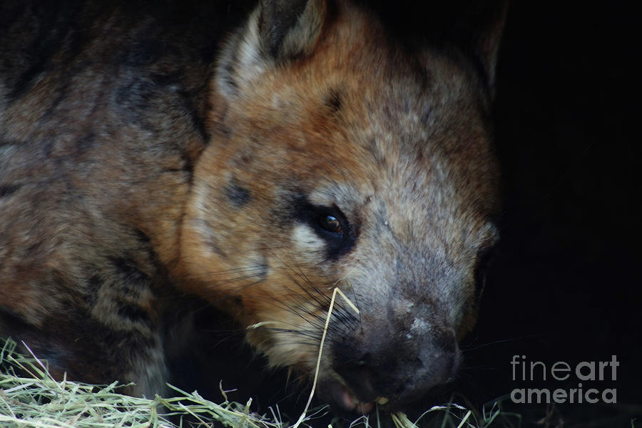 Southern Hairy Nosed Wombat Photograph by Cassandra Buckley