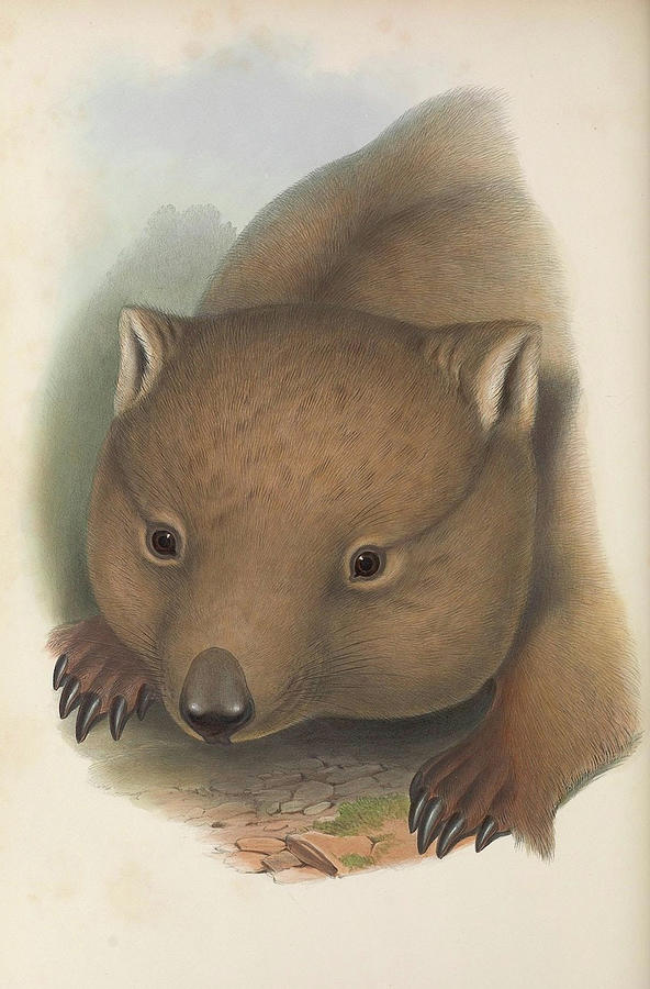  Southern Hairy Nosed Wombat Drawing by John Gould