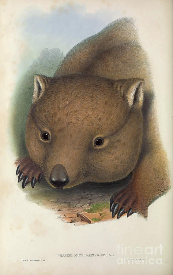 southern hairy-nosed wombat Lasiorhinus latifrons c5 Drawing by Historic Illustrations