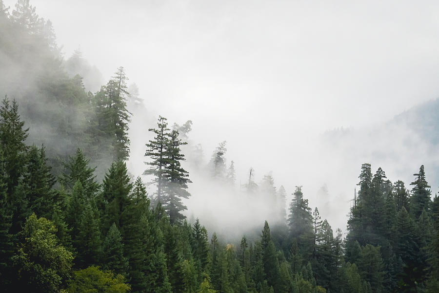 Southern Humboldt Fog Photograph