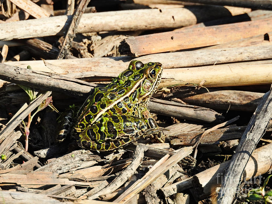Southern Leopard Frog Photograph by Kathy M Krause