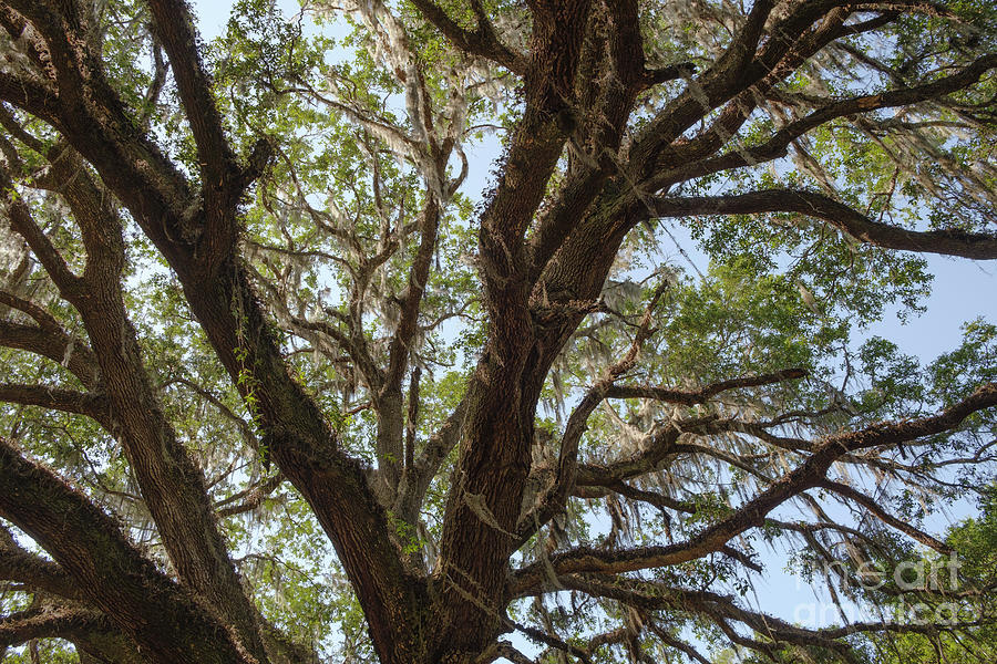 Southern Live Oak 6 Photograph by Patrick Lynch | Fine Art America