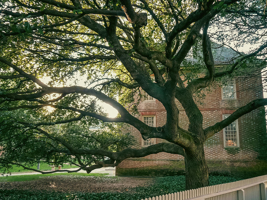 Southern Live Oak at William and Mary Photograph by Rachel Morrison