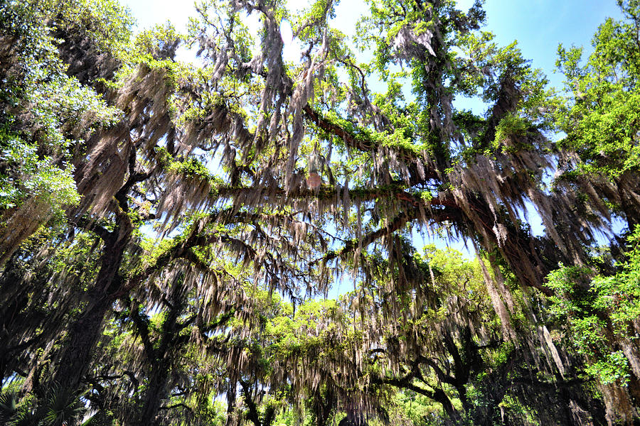 Southern Live Oak with Spanish Moss Canopy on Jekyll Island Photograph by Bill Swartwout