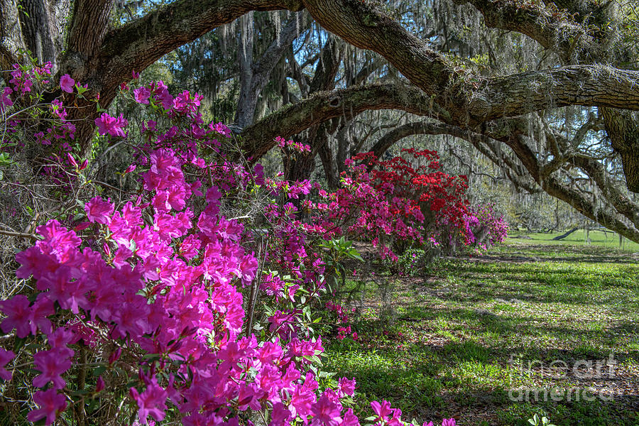 Southern Living - Magnolia Plantation And Gardens Photograph