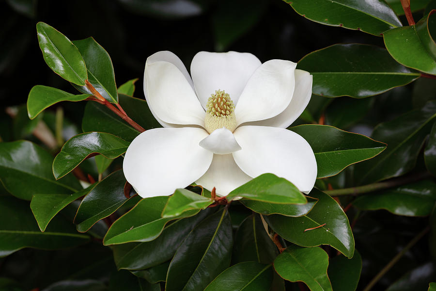 Southern Magnolia 1 Photograph