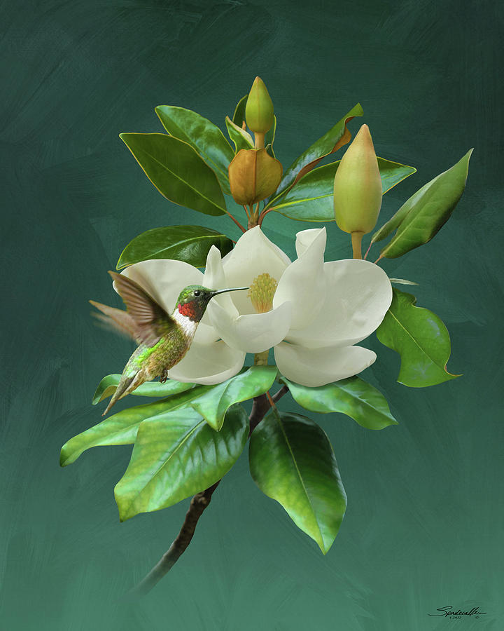 Southern Magnolia and Hummingbird Digital Art by Spadecaller