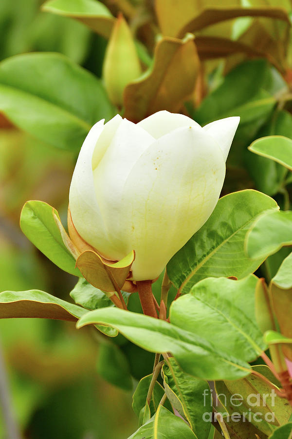 Southern magnolia Photograph by Amazing Action Photo Video