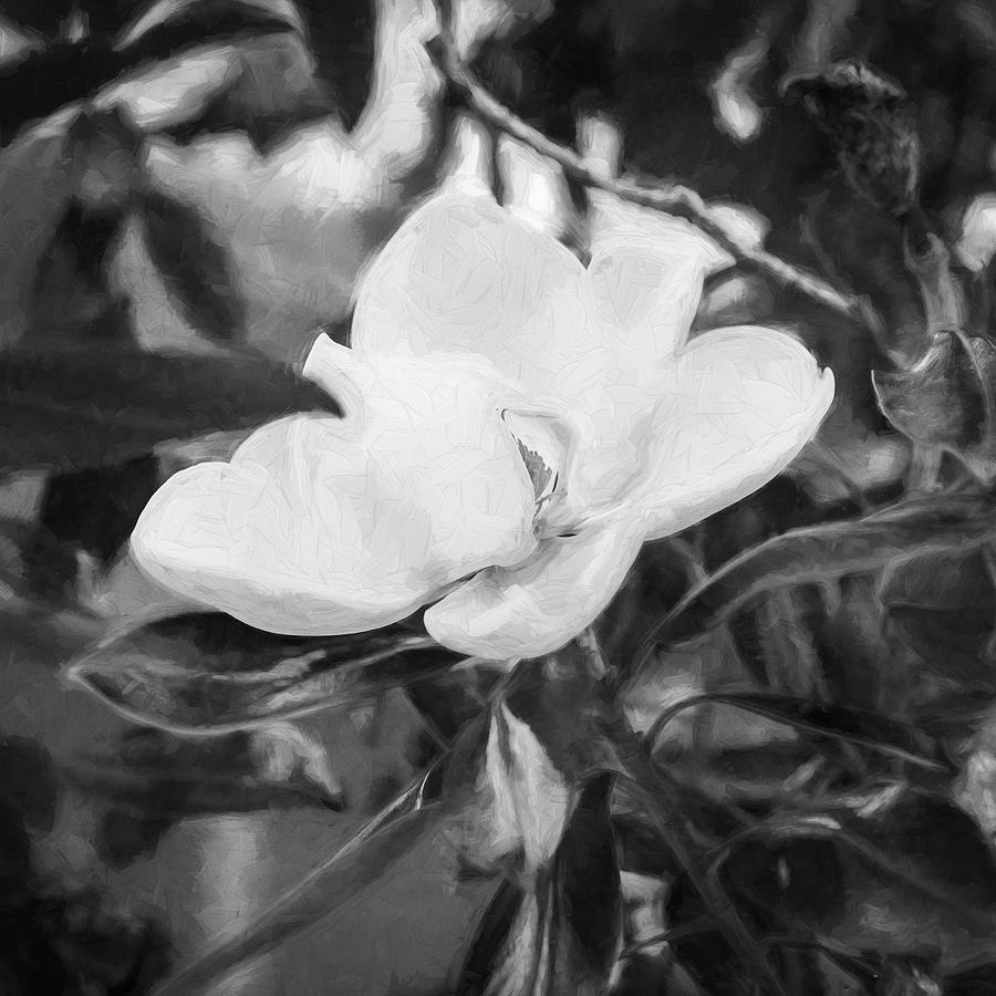 Southern Magnolia Blossom Magnolia Grandiflora X120 Photograph by Rich Franco