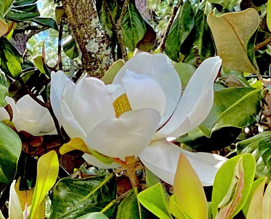 Southern Magnolia Photograph by Forrest Fortier