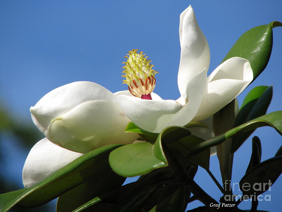 Nature Photograph - Southern Magnolia by Greg Patzer