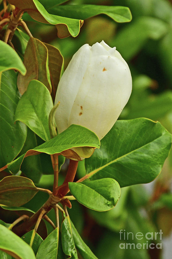 Southern magnolia or Magnolia grandiflora, Photograph by Amazing Action Photo Video