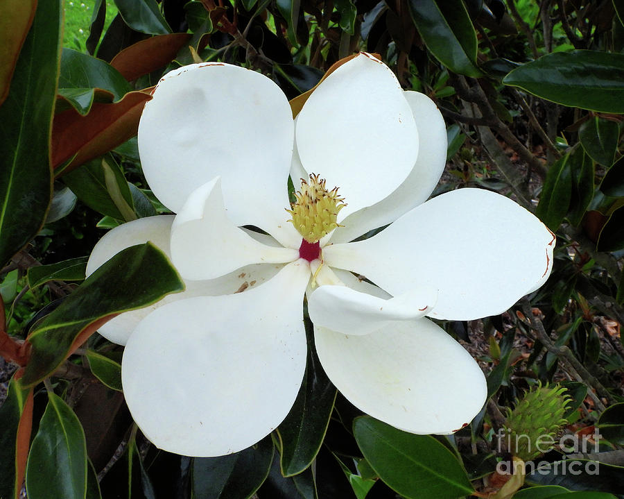 Southern Magnolia Photograph by Scott Cameron