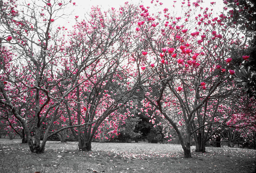 Southern Magnolias in Pink Photograph by James C Richardson