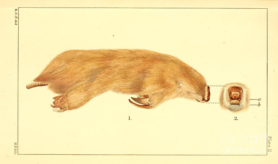 southern marsupial mole Notoryctes typhlops x3 Drawing by Historic illustrations