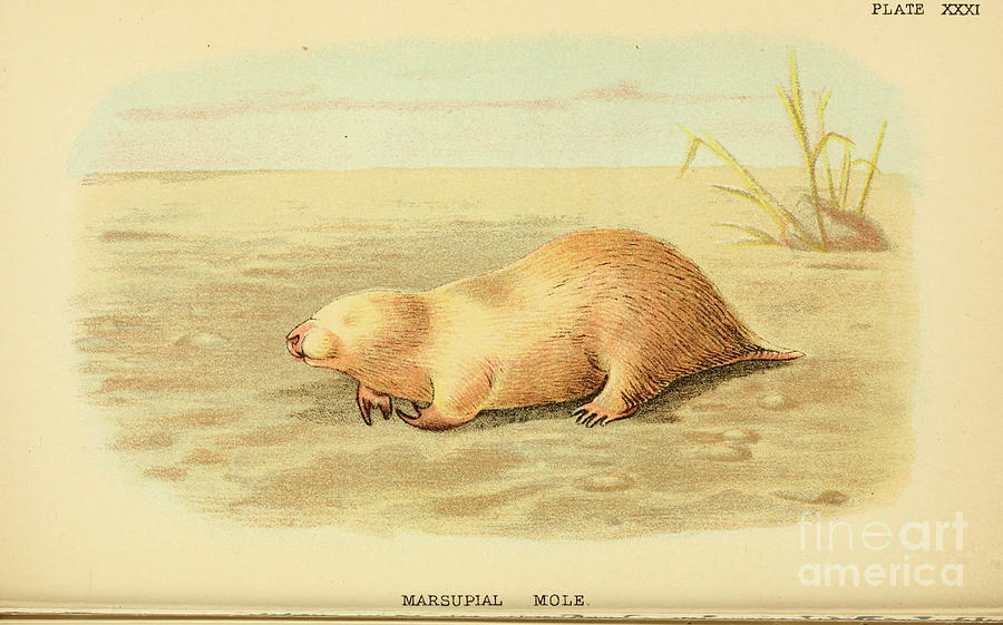 southern marsupial mole Notoryctes typhlops x4 Drawing by Historic illustrations
