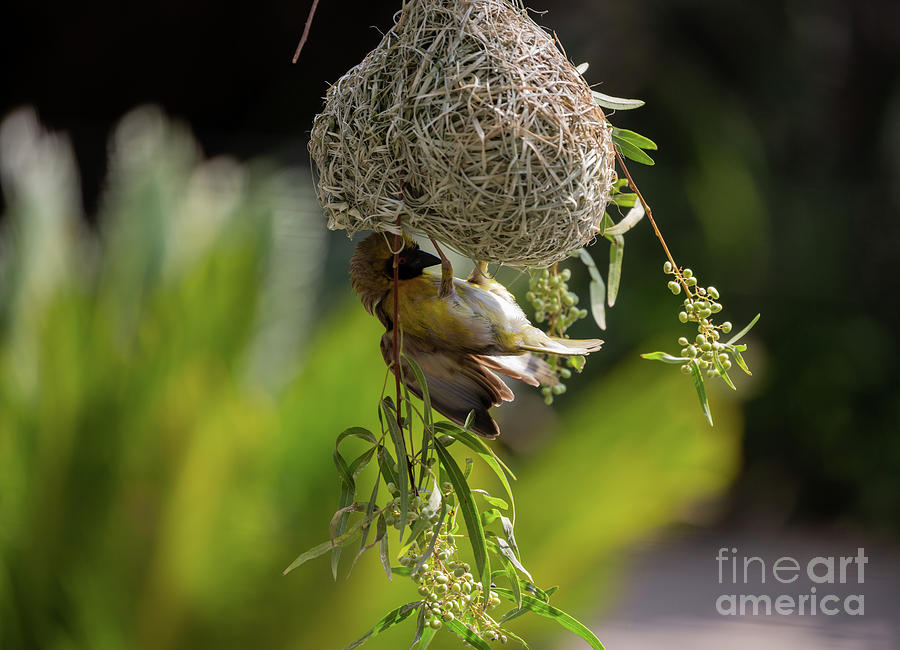 Southern Masked Weaver Photograph by Eva Lechner