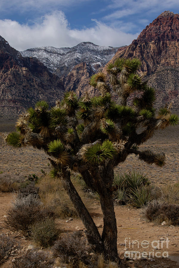 Southern Nevada Photograph by James Moore