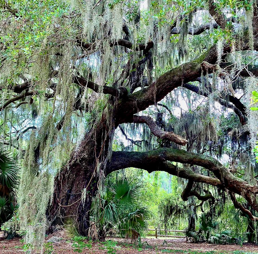 Southern Oak With Spanish Moss Photograph by Dennis Schmidt