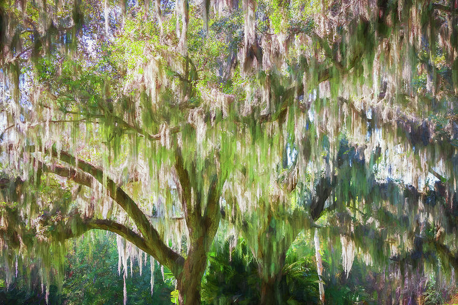Southern Oaks and Spanish Moss Bok Tower X101 Photograph by Rich Franco