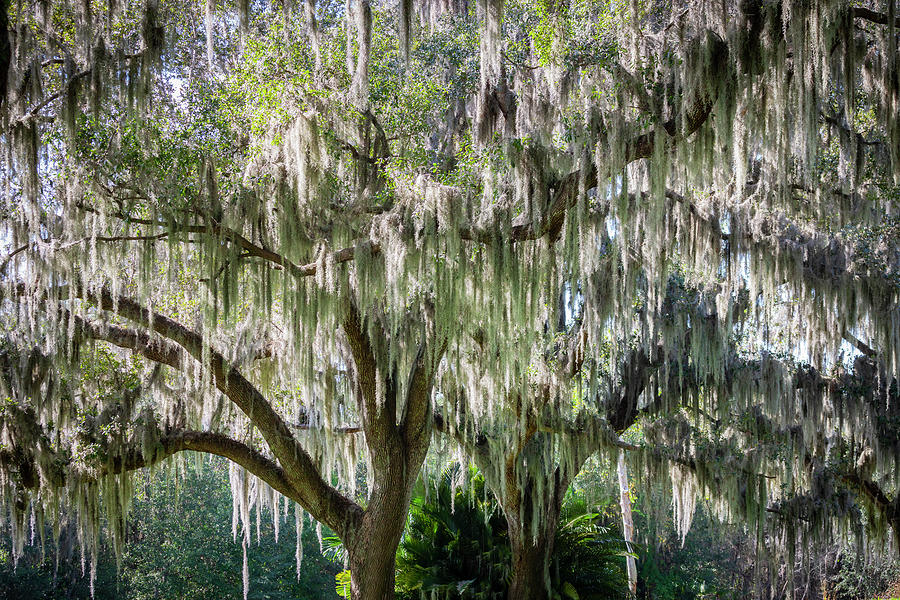Southern Oaks and Spanish Moss Bok Tower X102 Photograph by Rich Franco