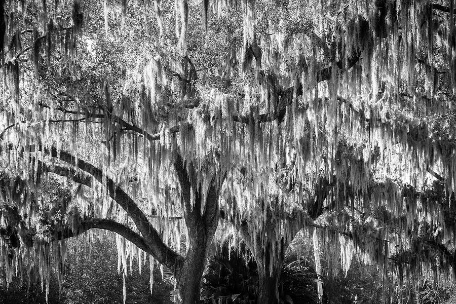 Southern Oaks and Spanish Moss Bok Tower X103 Photograph by Rich Franco