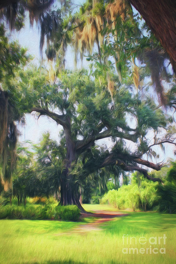 Southern Oaks At Boone Hall Photograph by Sharon McConnell