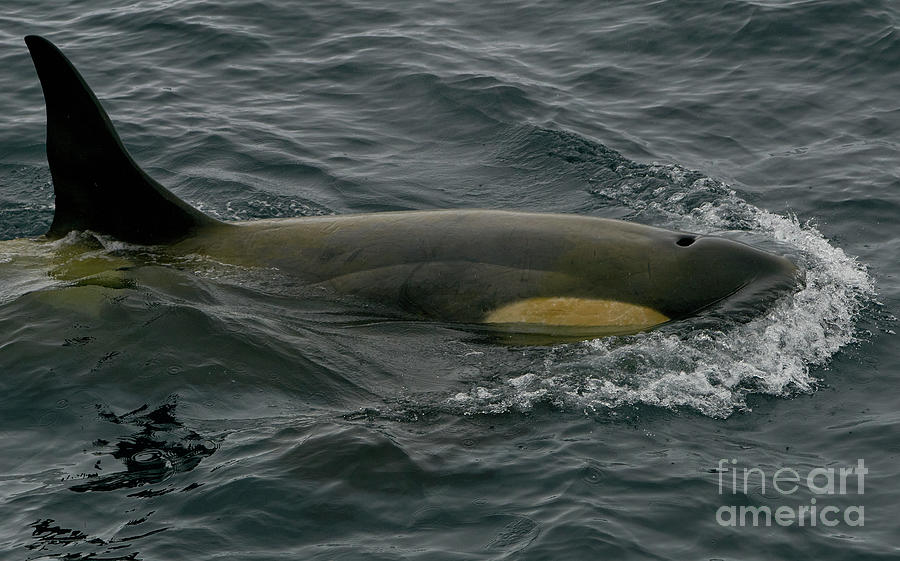 Southern Orca Photograph by Brian Kamprath