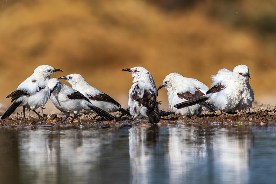 Southern pied babblers Photograph by Gary and Donna Brewer