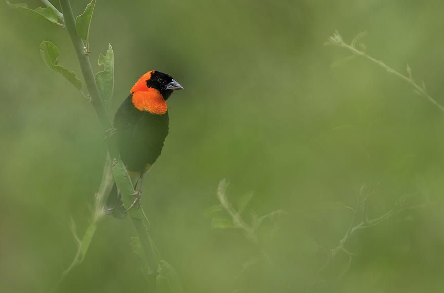Southern Red Bishop Photograph by Max Waugh