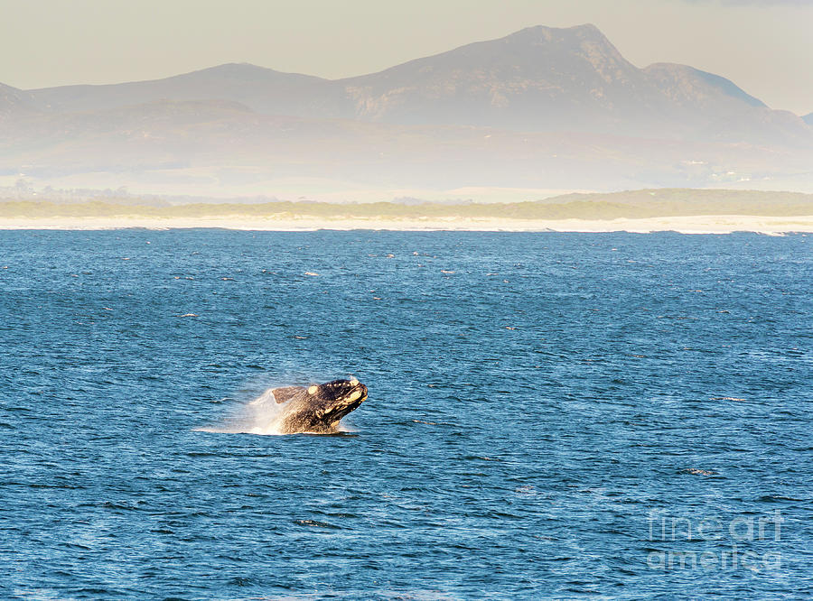 Southern Right Whale Breaches Photograph