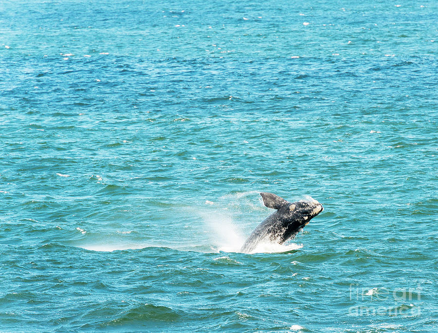 Southern Right Whale Jumping Photograph