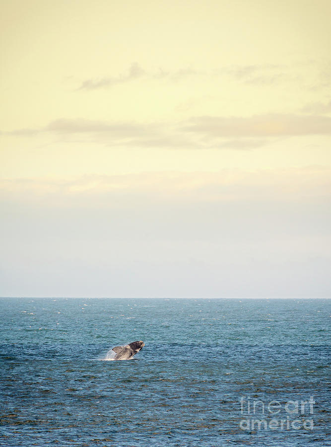 Southern Right Whale Jumps Photograph