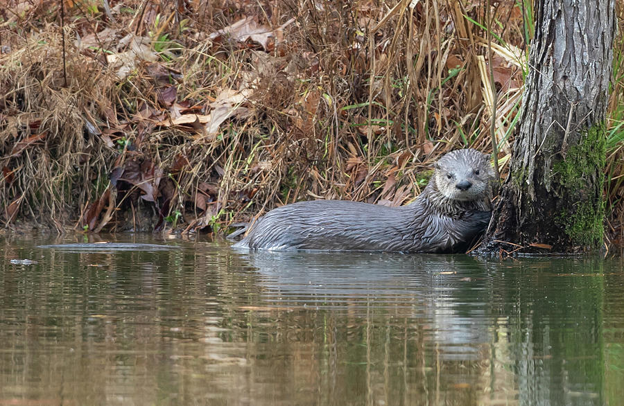 North American River Otter Photograph By Brent McDaniel Fine Art America   Southern River Otter Brent Mcdaniel 