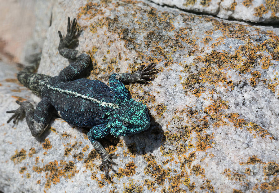 Southern Rock Agama by Eva Lechner Southern Rock Agama by Eva Lechner