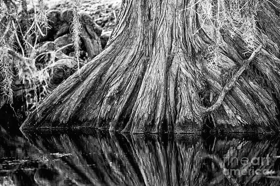 Southern Roots - BW Photograph by Scott Pellegrin