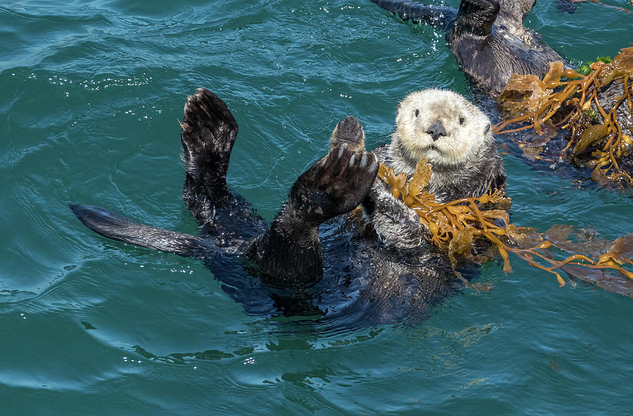 Southern Sea Otter anchored in kelp, Monterey Harbor Photograph by Randy Straka