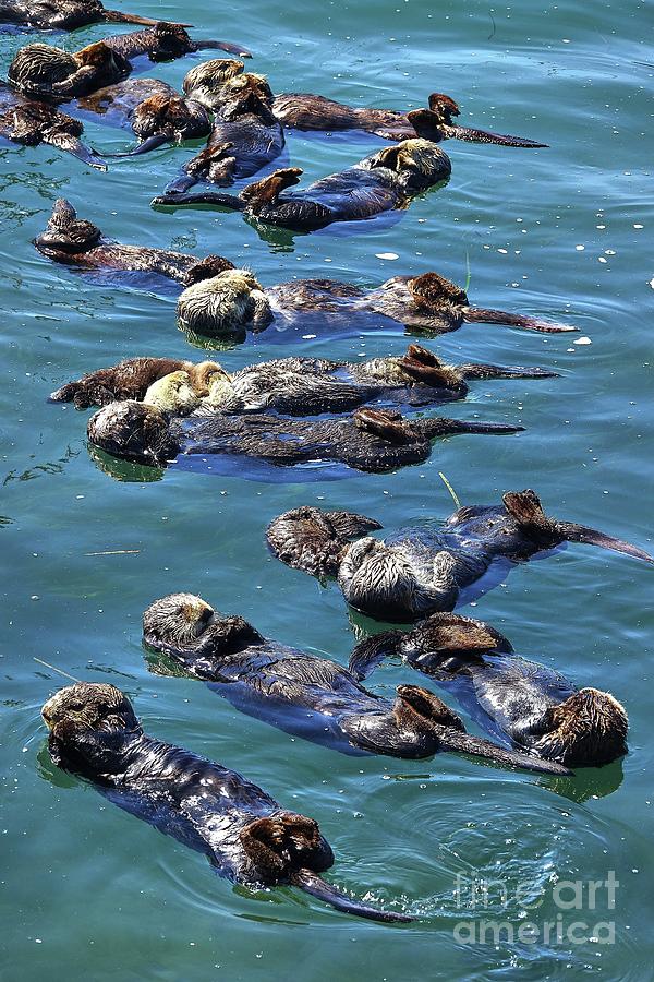 Southern Sea Otter Raft 0301 Photograph by Linda Dron Photography