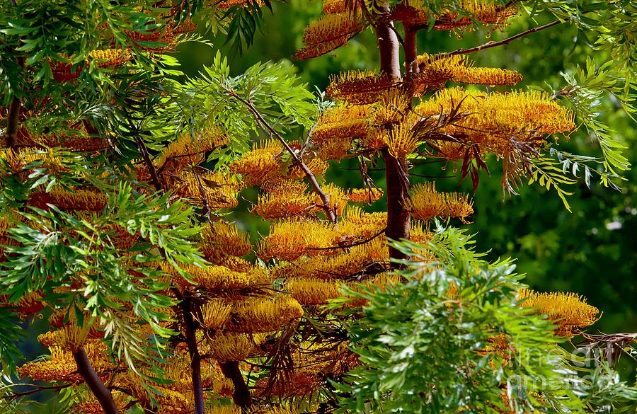 Southern Silky Oak Tree Photograph By Chip Bolcik - Fine Art America