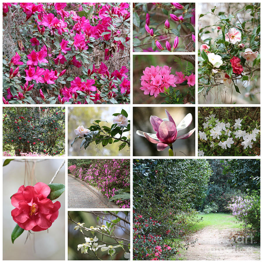 Southern Spring Collage Photograph by Carol Groenen