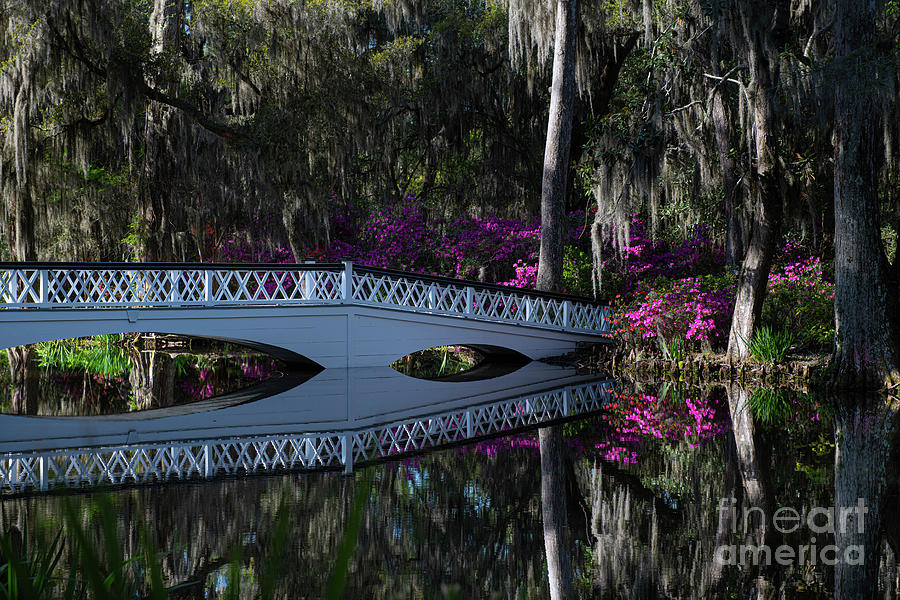 Southern Spring Crossing - Long Bridge - Magnolia Plantation And Gardens Photograph