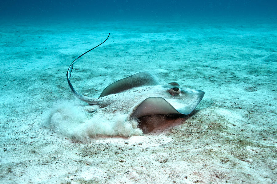 Southern Stingray taking off from the sand Photograph by Gerard Soury