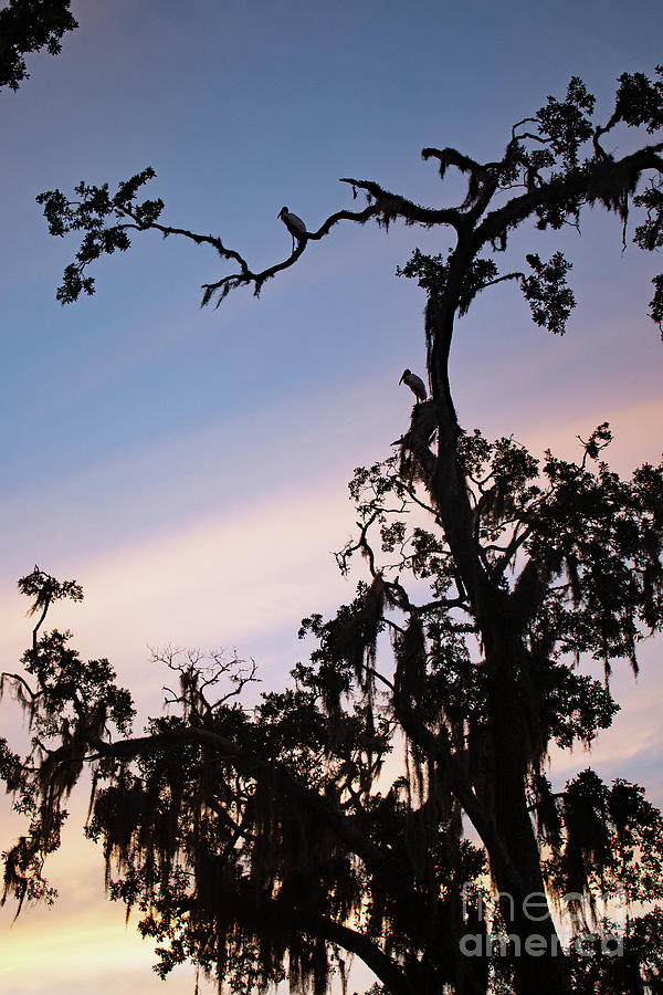 Southern Sunset Photograph by Mary Haber