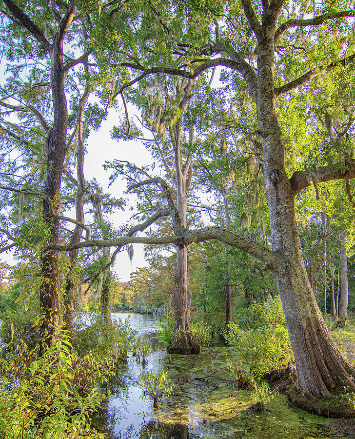 Southern Swamp at Brock Mill Pond - Trenton NC Photograph by Bob Decker